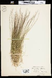 Muhlenbergia uniflora image