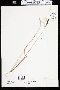 Muhlenbergia glomerata image