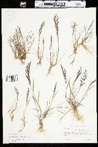 Eragrostis pilosa image