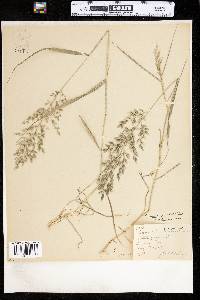 Eragrostis cilianensis image