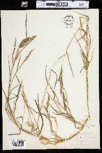 Muhlenbergia mexicana image