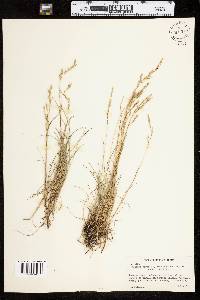 Festuca rubra image