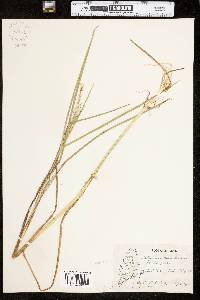 Glyceria canadensis image