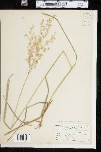 Glyceria canadensis image