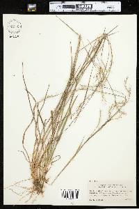 Schizachyrium scoparium var. scoparium image