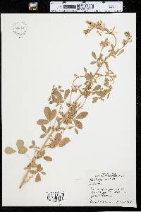 Medicago sativa image