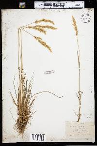 Trisetum spicatum image