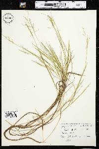 Torreyochloa pallida var. fernaldii image