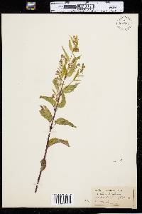 Scutellaria lateriflora image