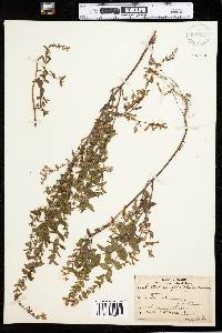 Scutellaria galericulata image