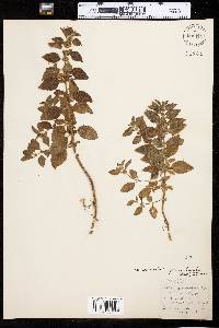 Mentha arvensis image