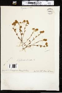 Trifolium arvense image