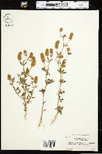 Trifolium arvense image