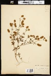 Trifolium arvense image