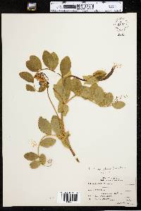 Lathyrus japonicus var. maritimus image