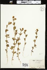 Trifolium arvense image