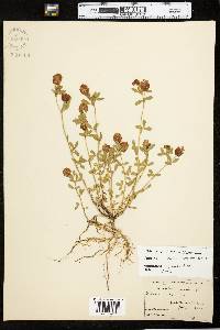 Trifolium aureum image