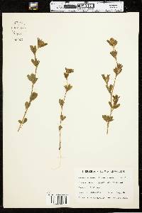 Trifolium arvense image