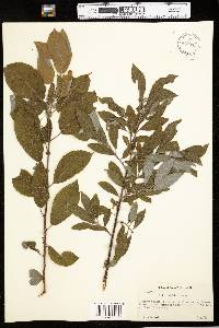 Salix bebbiana image