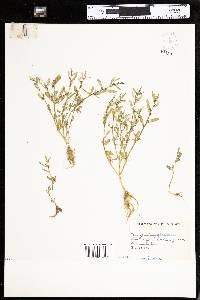 Chenopodium glaucum image