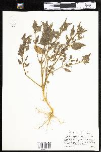 Atriplex prostrata image