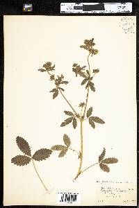 Potentilla norvegica image