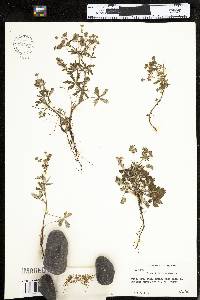 Potentilla argentea image