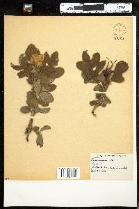 Rosa rugosa image