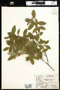 Amelanchier bartramiana image