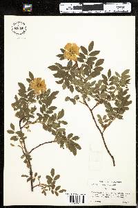 Rosa nitida image