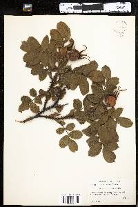 Rosa rugosa image