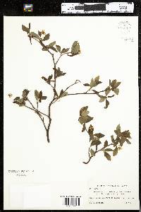 Amelanchier bartramiana image