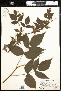 Rubus idaeus image