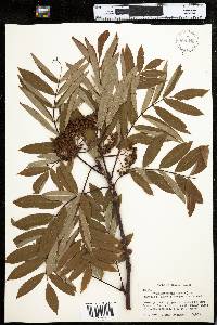 Sorbus americana image