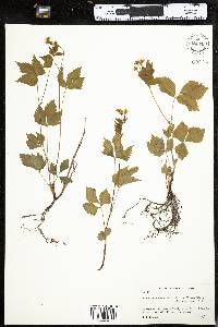 Rubus pubescens image