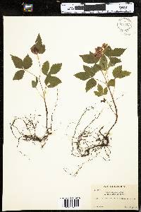 Rubus pubescens image