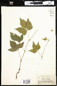 Rubus pubescens image