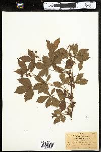 Rubus setosus image