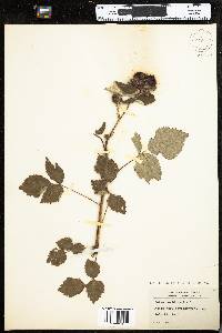 Rubus occidentalis image