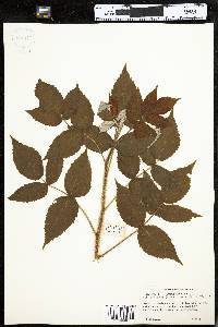 Rubus idaeus image