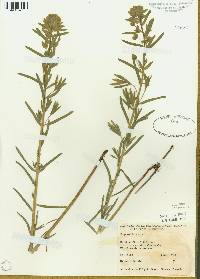 Image of Euphorbia esula