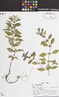 Image of Mentha canadensis