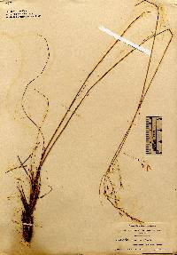 Image of Piptochaetium avenaceum