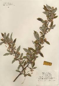 Image of Elaeagnus angustifolia