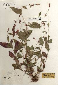 Polygonum cespitosum var. longisetum image