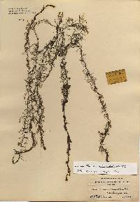 Utricularia geminiscapa image