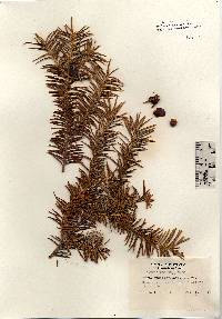 Taxus cuspidata image