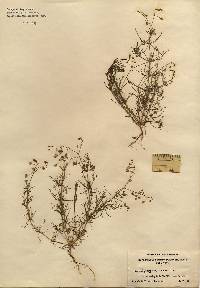 Image of Spergula arvensis