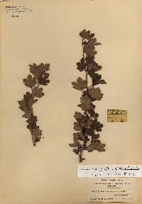 Image of Ribes hirtellum