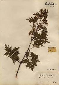 Image of Rubus laciniatus